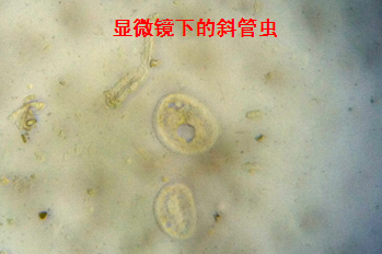 斜管虫病的防治1