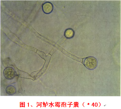 水霉病的防治1