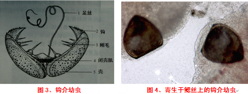 钩介幼虫病的防治3