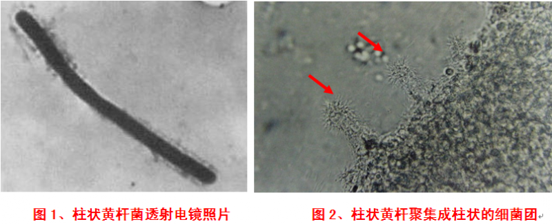 细菌性烂鳃病的防治1