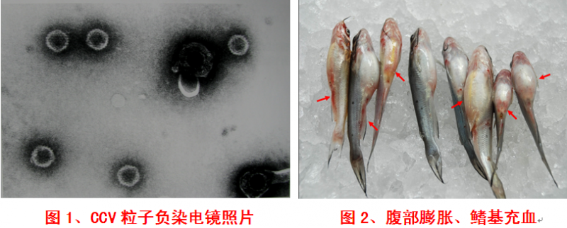 斑点叉尾鮰疱疹病毒病的防治1